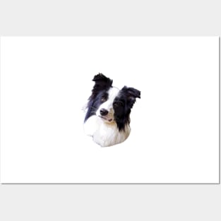 Border Collie Beautiful Dog Breed Posters and Art